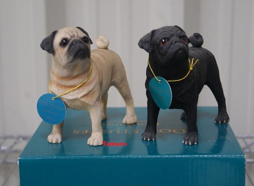 Minature fawn pug dog - pug,