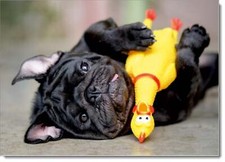 Doodlecards Dog Birthday Card