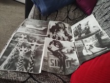 Funny Animal Large Photos